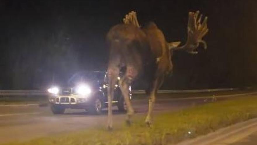 L&#039;animal és molt més gran que un tot terreny.