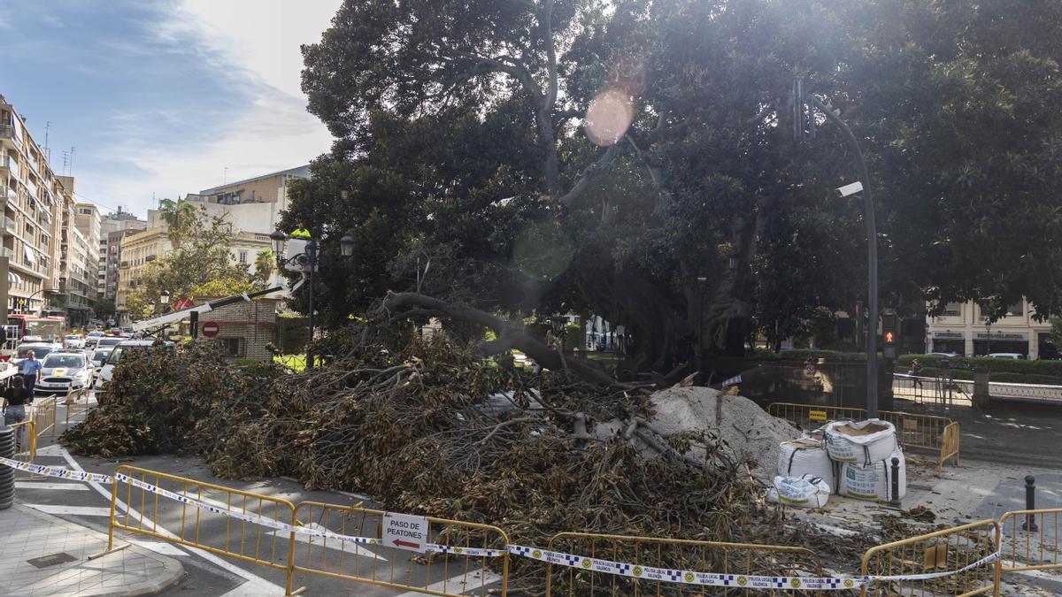 Imagen del árbol monumental, captada el mismo día del accidente.