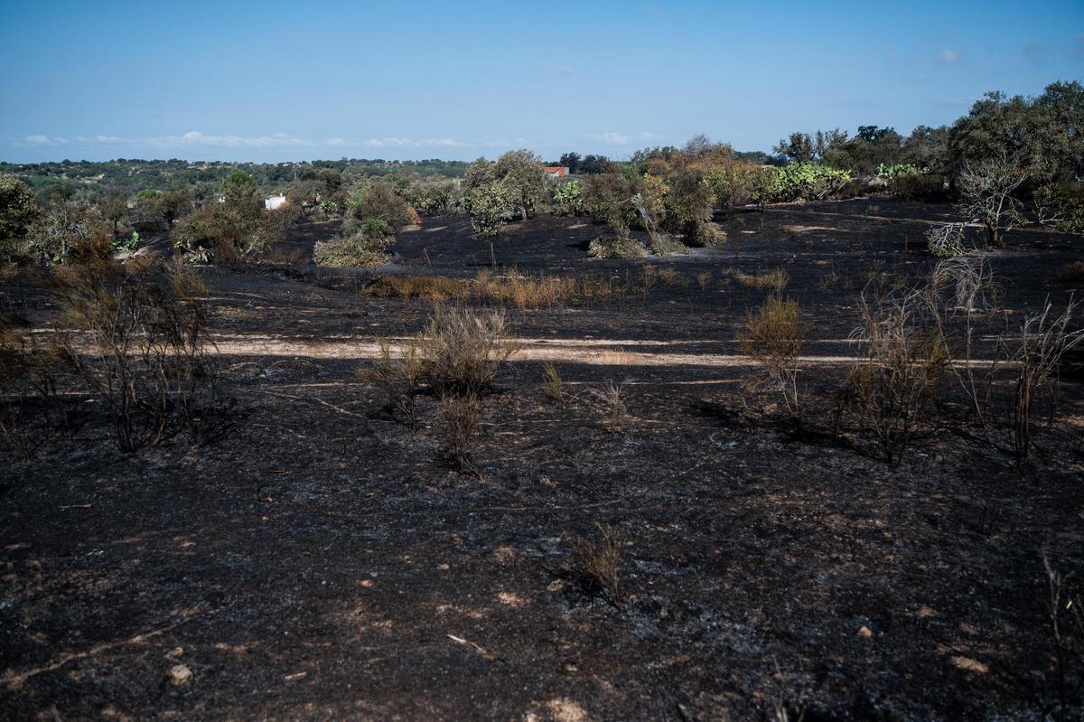 Galería | Las Viñas de Arroyo de la Luz, el día después del incendio Galería | Las Viñas de Arroyo de la Luz, el día después del incendio
