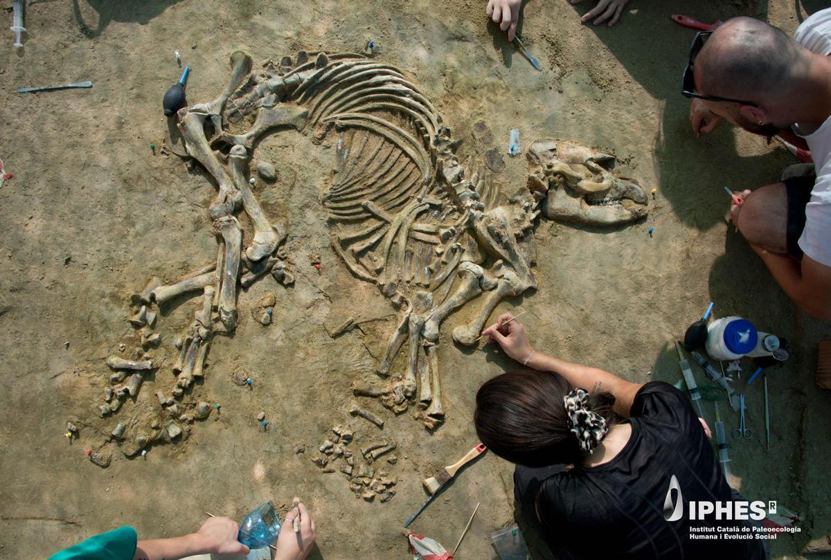 Les imatges de l'esquelet de cria de tapir al jaciment del Camp dels Ninots de Caldes Les imatges de l'esquelet de cria de tapir al jaciment del Camp dels Ninots de Caldes