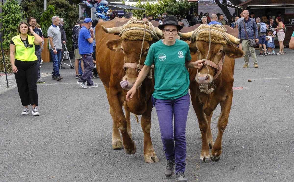 Feria de Ganado de Gran Canaria
