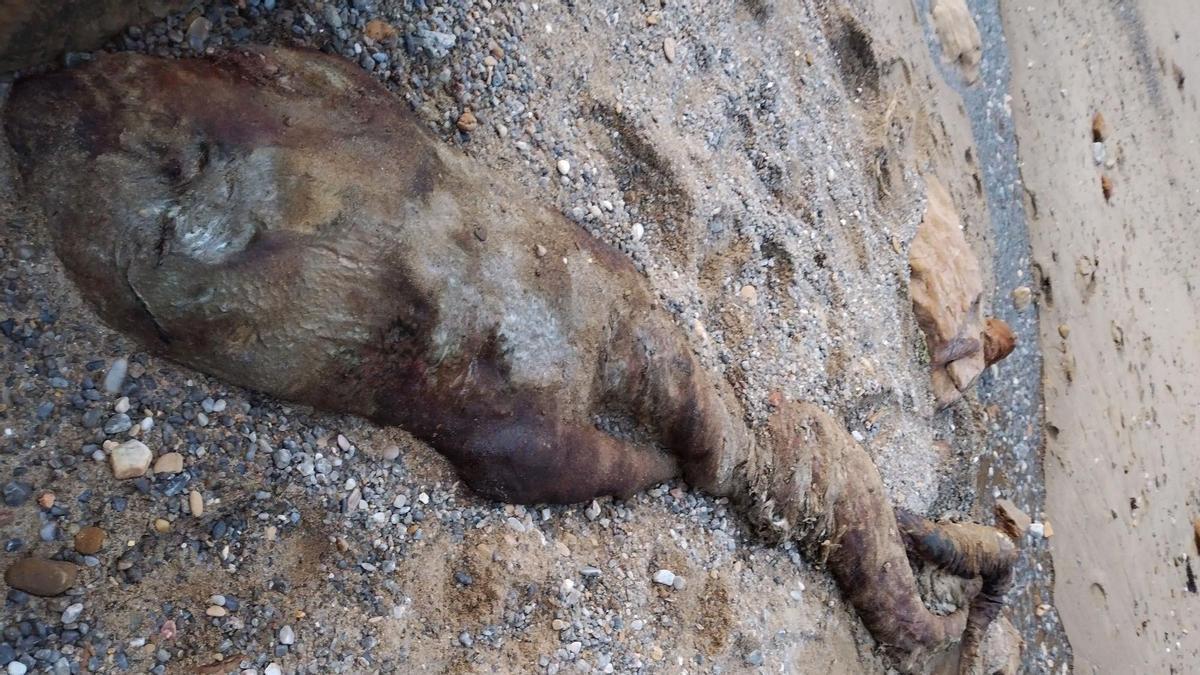 El cadáver de la extraña criatura marina hallado en la costa gallega.