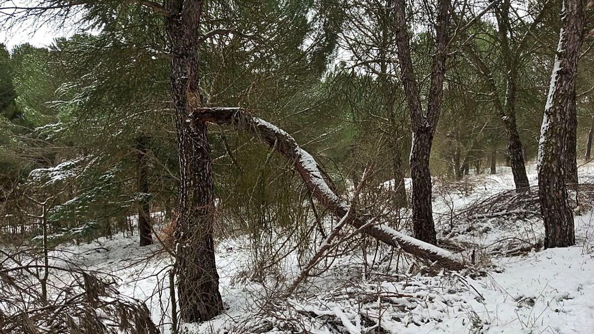 Imagen de uno de los árboles dañados, remitida por el PSOE. | Cedida