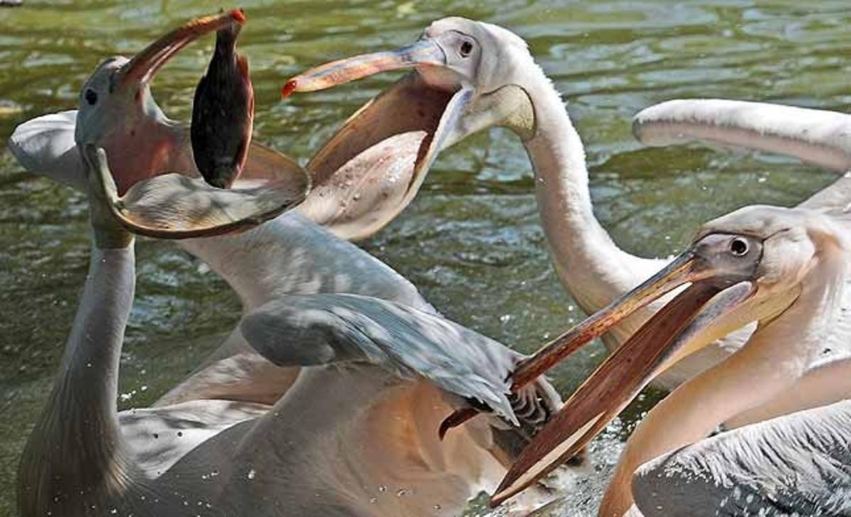 Un grup de pelicans lluiten per un peix al zoològic de Mannheim (Alemanya).