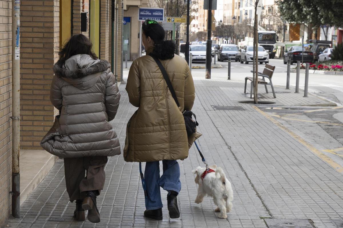 Más de 12.000 mascotas en Ontinyent Más de 12.000 mascotas en Ontinyent