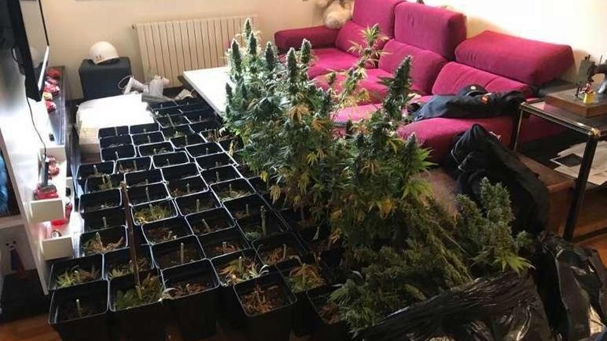 Las plantas, en el salón de la vivienda. // FdV