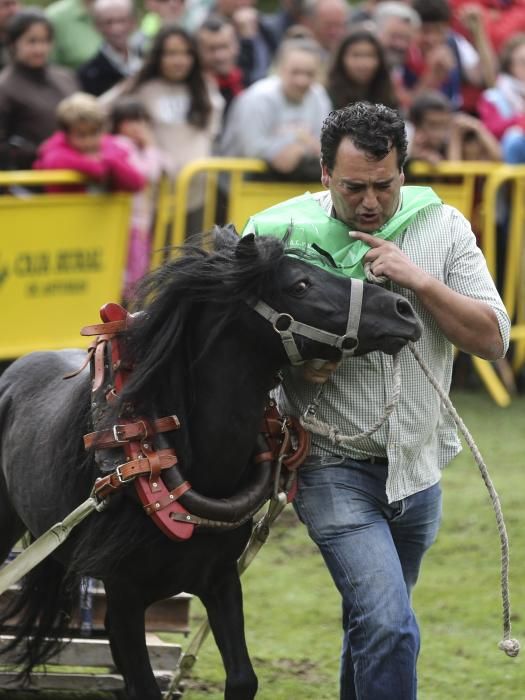 Fiesta del Asturcón 2017