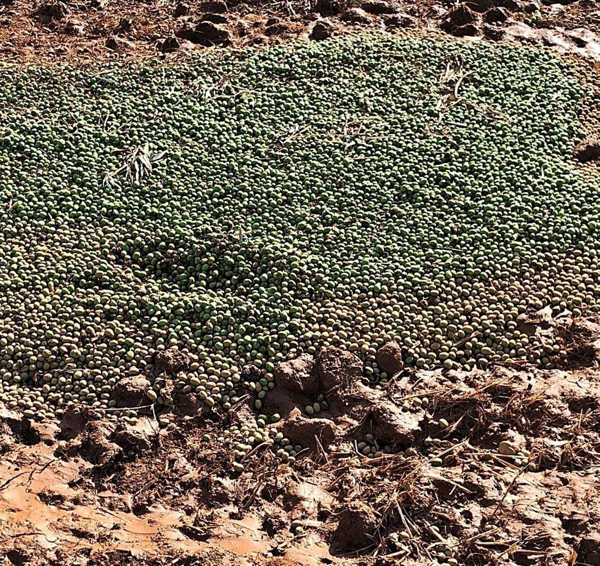 Granizo caído sobre el campo. | PABLO LÓPEZ