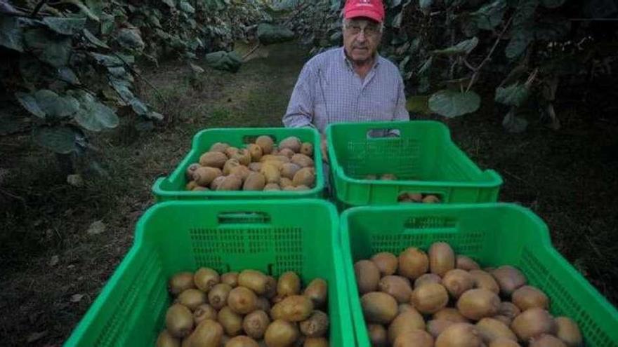 Un productor con los primeros kiwis recogidos durante la campaña de este año.