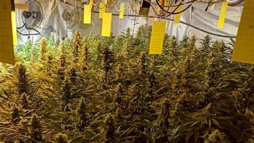 Cuatro detenidos por otro cultivo de marihuana en una nave industrial en Fuentes