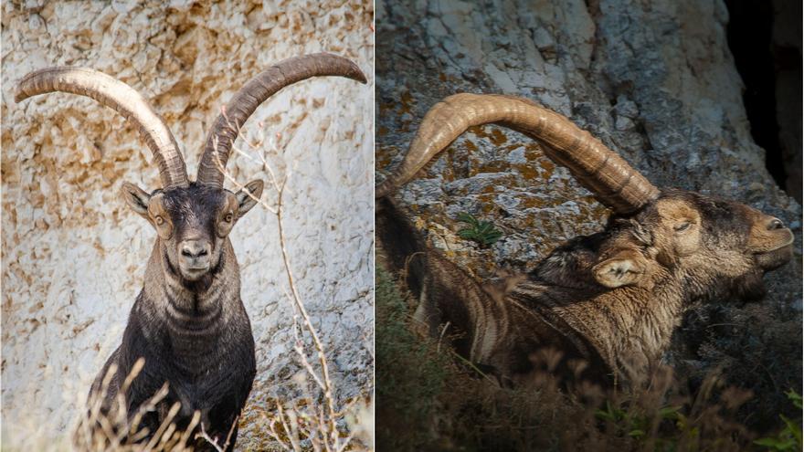 Un &#039;sexenni&#039; de la muerte del animal que se convirtió en un emblema de Morella