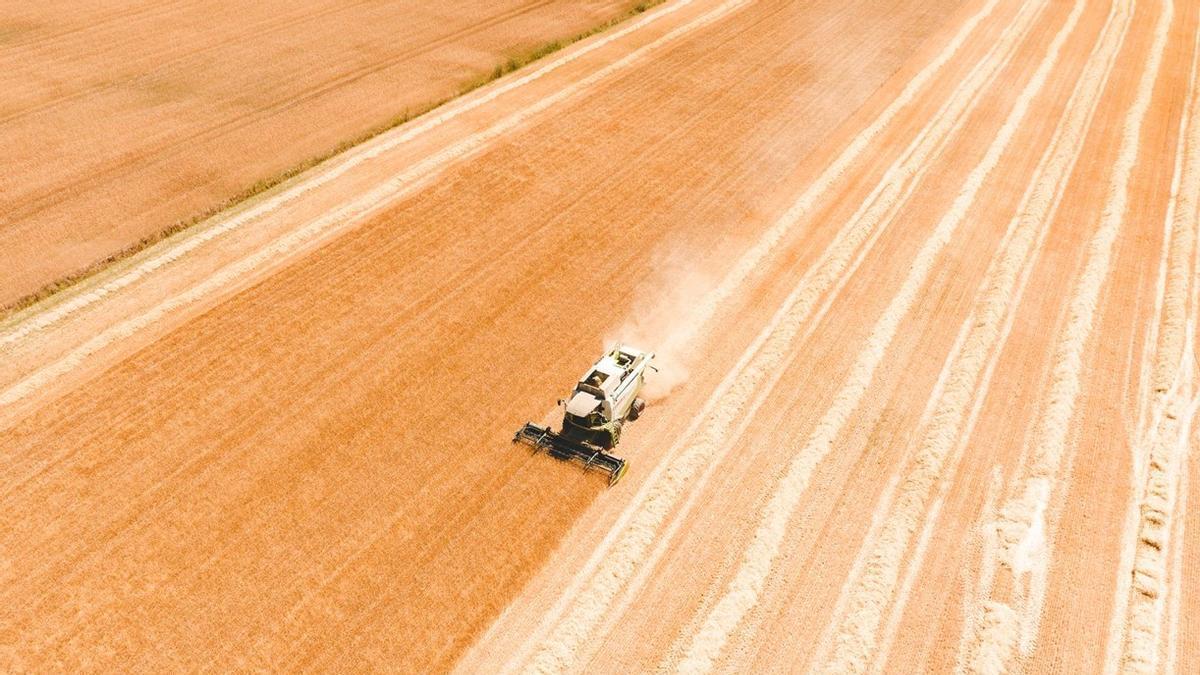 La cebada maltera gana terreno en A Limia: 27 agricultores se suman a un cultivo que busca hacerse un hueco en el campo gallego