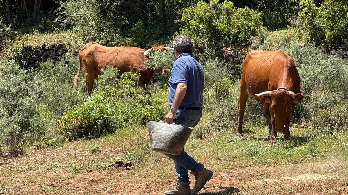 El ganadero Miguel Reta echa de comer a sus toros de Casta Navarra.