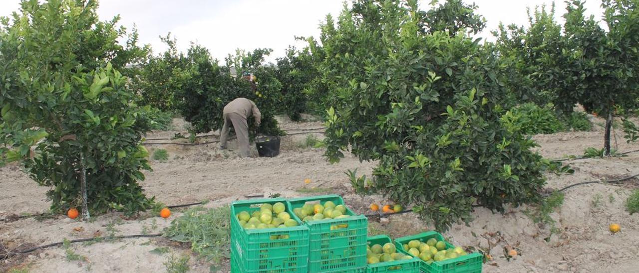 Agricultores recogiendo las primeras naranjas de la temporada