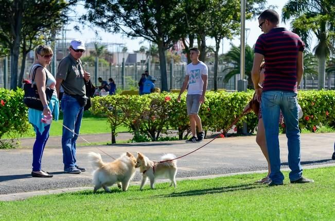 10/12/2016 MASPALOMAS. Feria de Mascotas Maspalomas 2016.Foto: SABRINA CEBALLOS