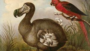 Recreación artística de un dodo, aves que tratan de resucitar