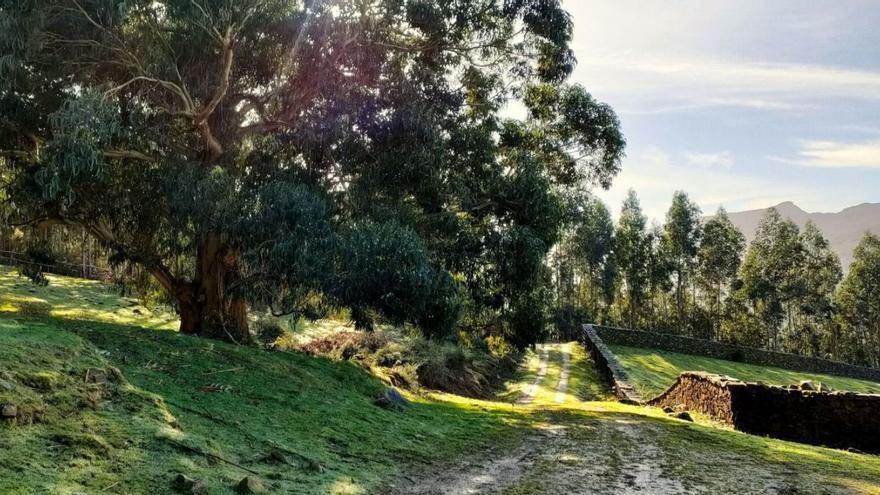 Ence Terra: gestión forestal sostenible para el futuro del mundo rural