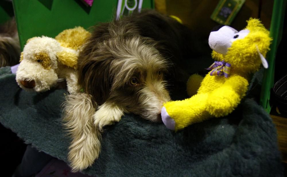 Crufts 2019: L'exhibició de gossos més gran del món