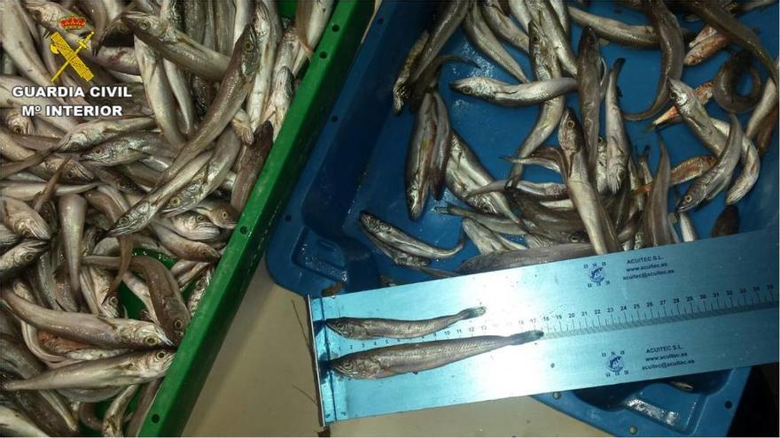 Retiran 235 kilos de pescado y marisco de seis mercados de Alicante por incumplir normativas de venta