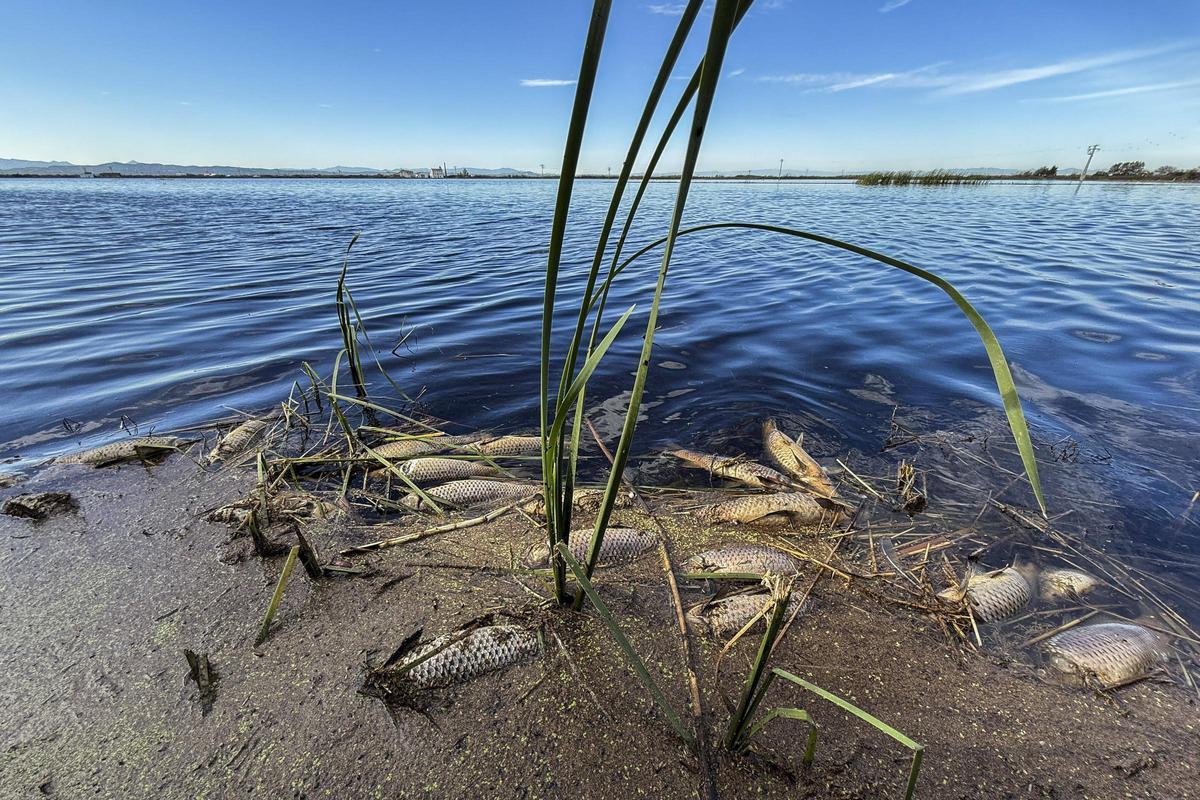 Peces y cangrejos muertos, mal olor y agua negra o marron oscura tanto en los canales del Palmar como en los campos cercanos en l'Albufera a la poblacion