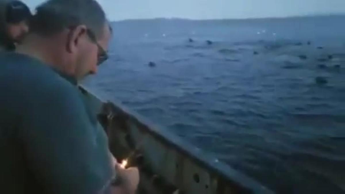 El video en el que un pescador aparece lanzándole explosivos a un grupo de leones marinos