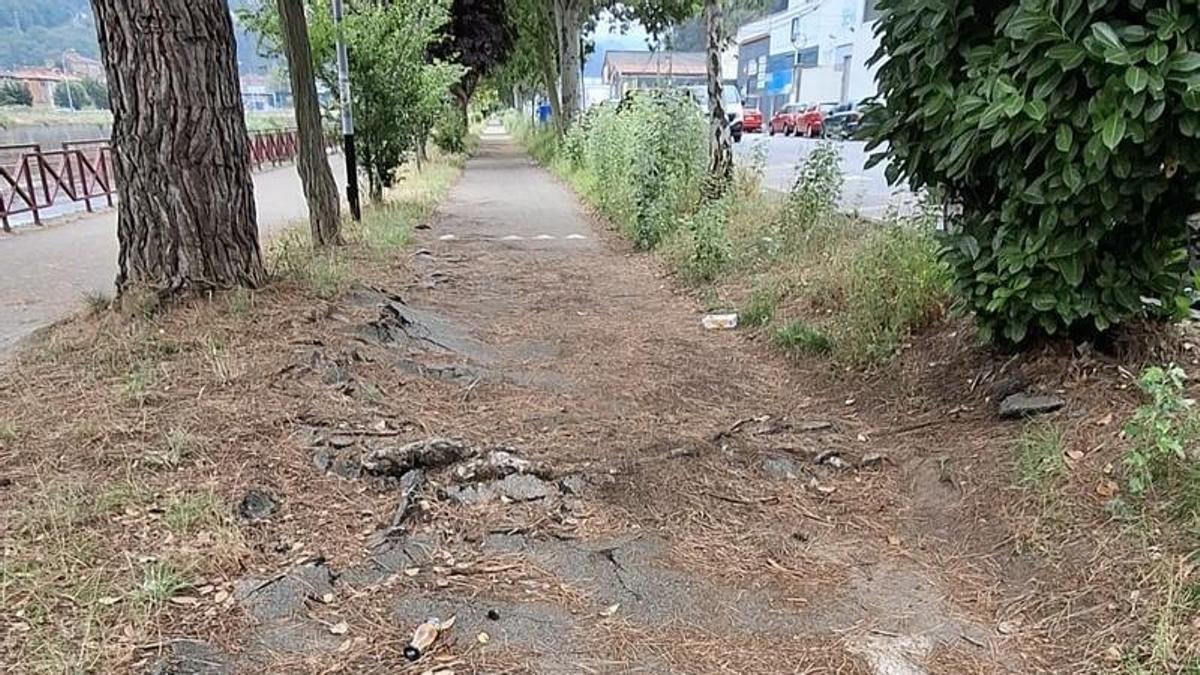 El firme del carril bici, destrozado por las raíces de los árboles, a la altura del polígon de Gonzalín.