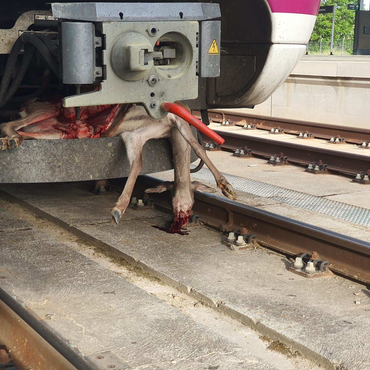 Estado del animal, incrustado en el tren regional de Puebla a Zamora y Valladolid