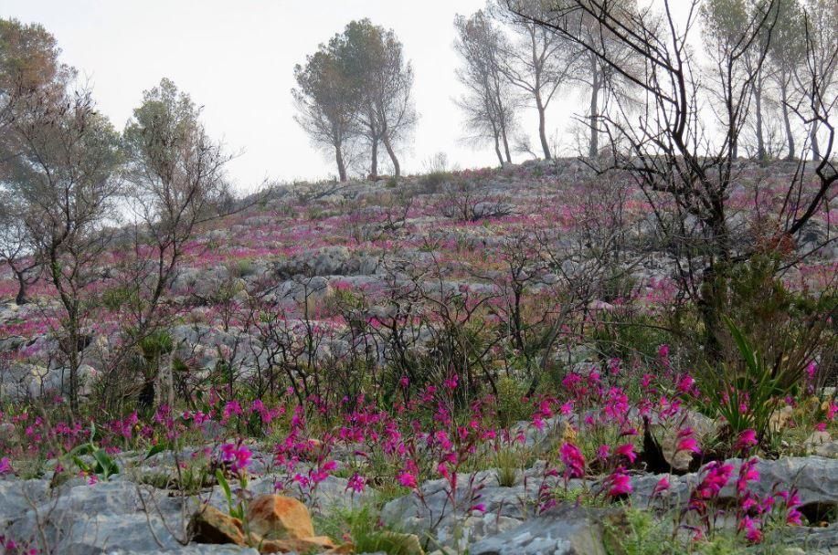 Las flores salpican la Granadella.