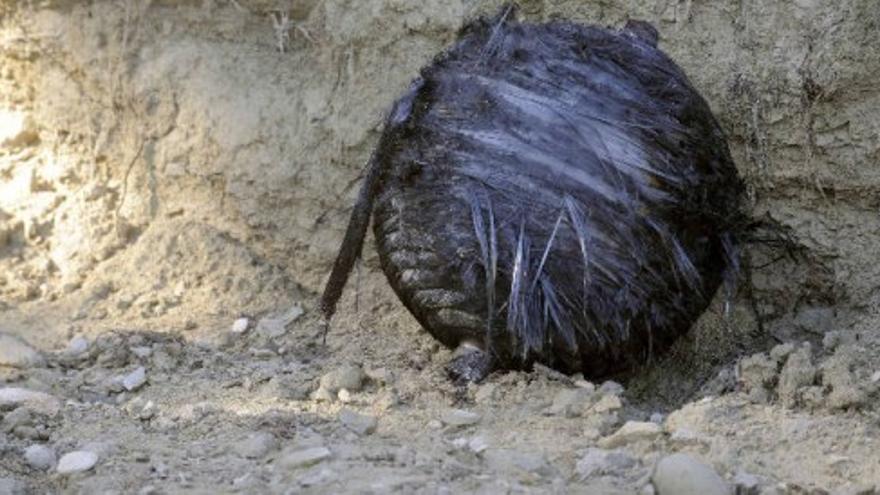 Hallan lo que podría ser un segundo fragmento de basura espacial en Murcia