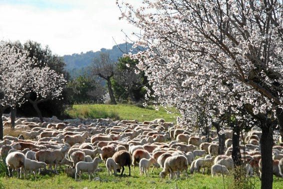 Mandelblüte auf Mallorca