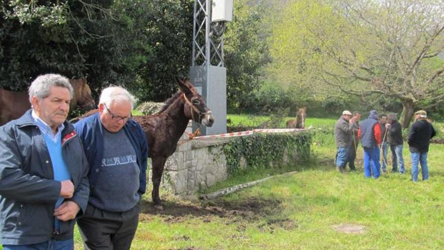 Sobre estas líneas, varios vecinos de Nueva observan los animales de la feria. En la imagen de la izquierda  el alcalde pedáneo, Tomás González (izquierda) pasea con un vecino, en Nueva. p. m.