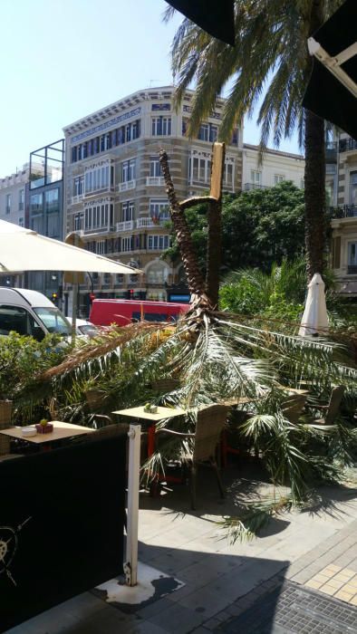 Cae una palmera sobre una terraza en la plaza de la Reina