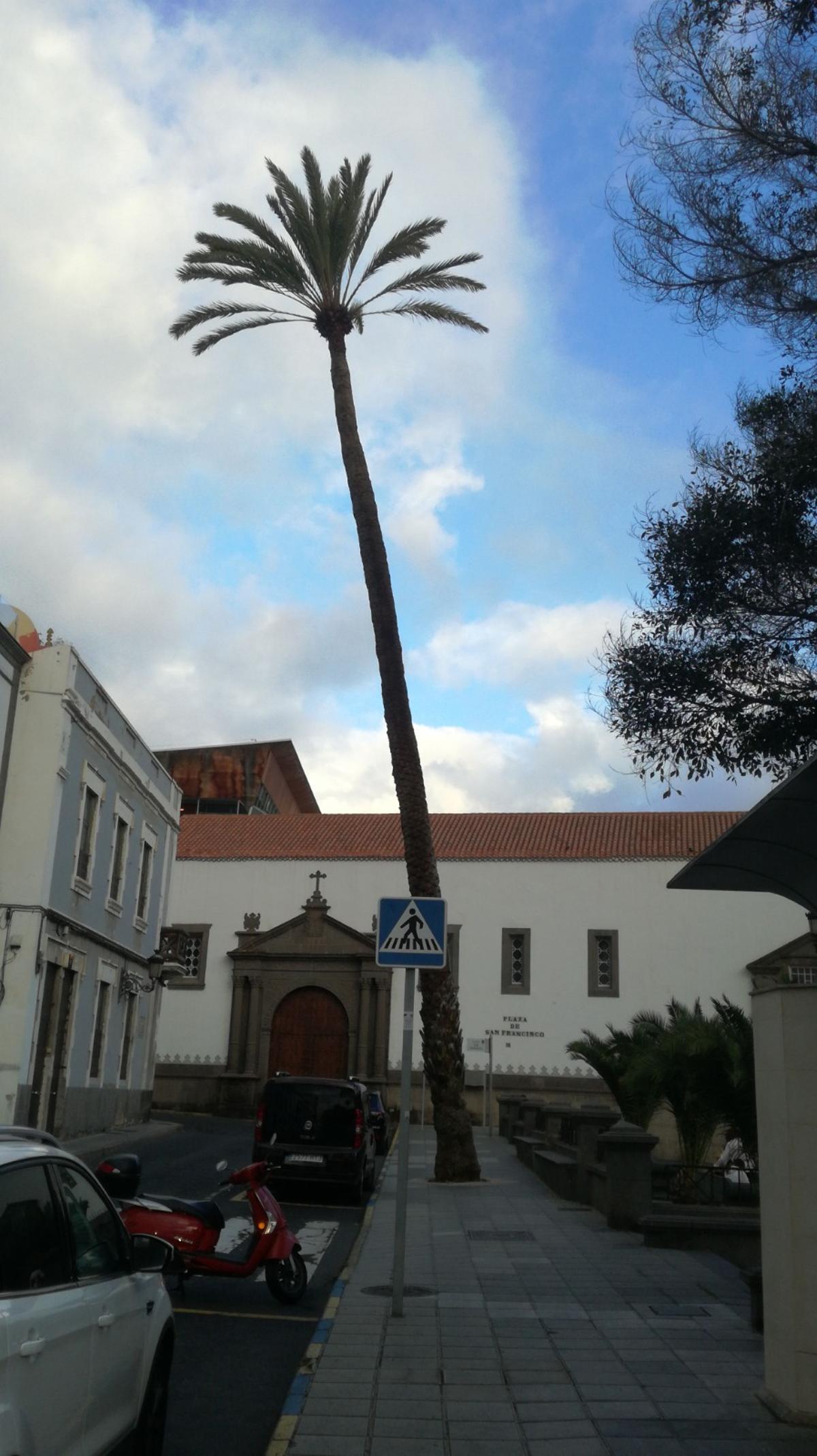 Así se encontraba la palmera el pasado mes de diciembre.