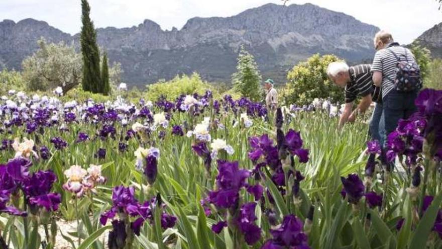 Benissa alberga el jardín de lirios más grande de España - Información