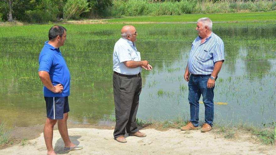 Tres agricultores observan los arrozales anegados por la crecida del Segura.