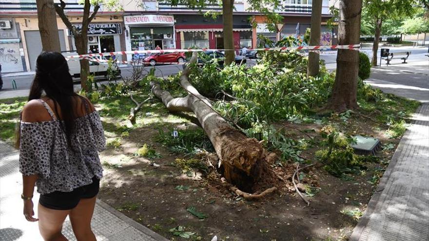 La caída de un árbol en Delicias mete más presión sobre Cubero