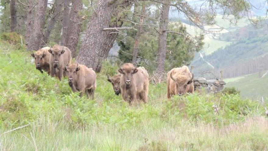 Los seis bisontes, en la braña del Zapurrel de Villayón, donde habitan desde el pasado viernes.