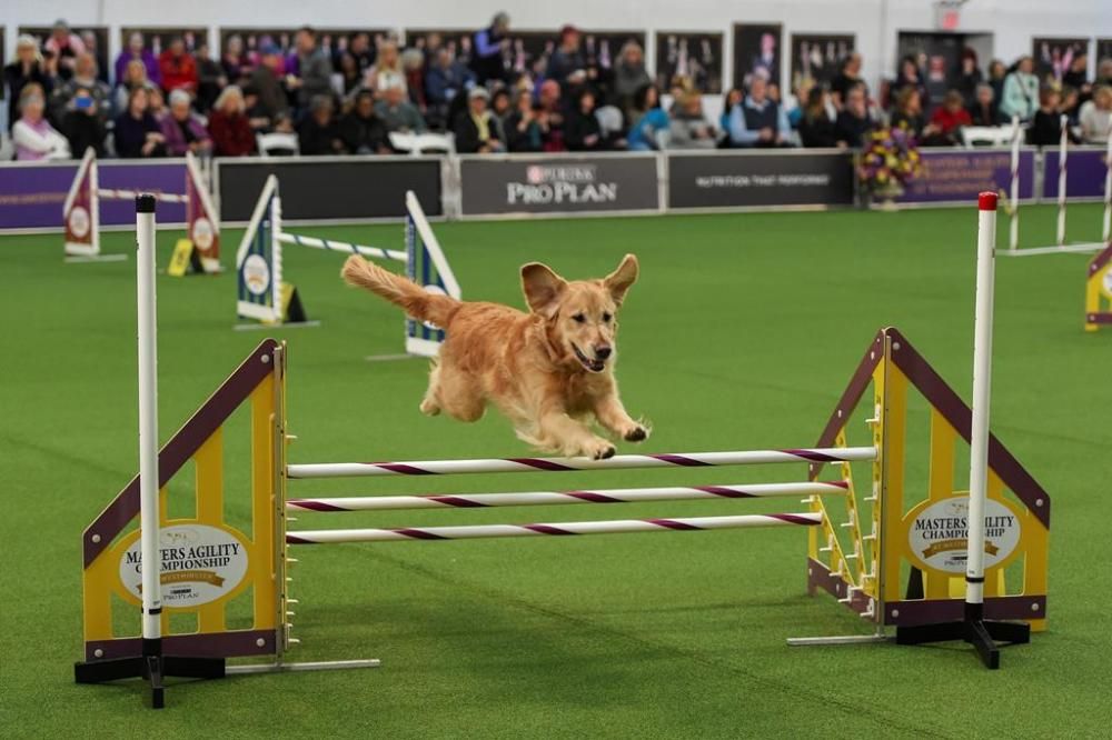 El Westminster Kennel Club, un dels shows de gossos de raça més importants del món