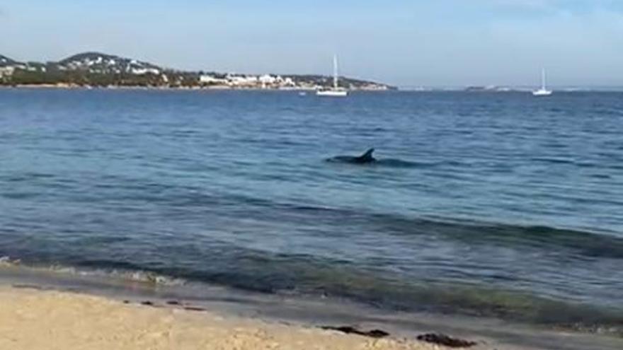 Dos delfines nadan en la playa de Palmanova