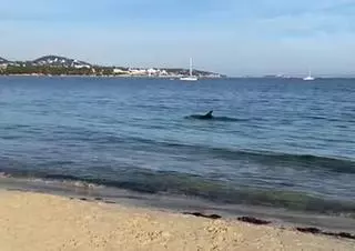 Dos delfines nadan en la playa de Palmanova