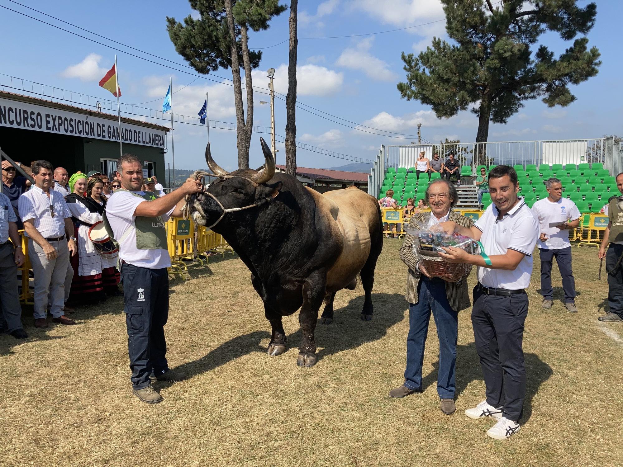 El concurso de ganado de Llanera fue todo un éxito: aquí tienes algunas de las reses ganadoras