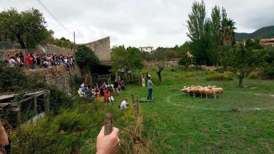 Algunos curiosos observando las evoluciones de los perros de guarda.