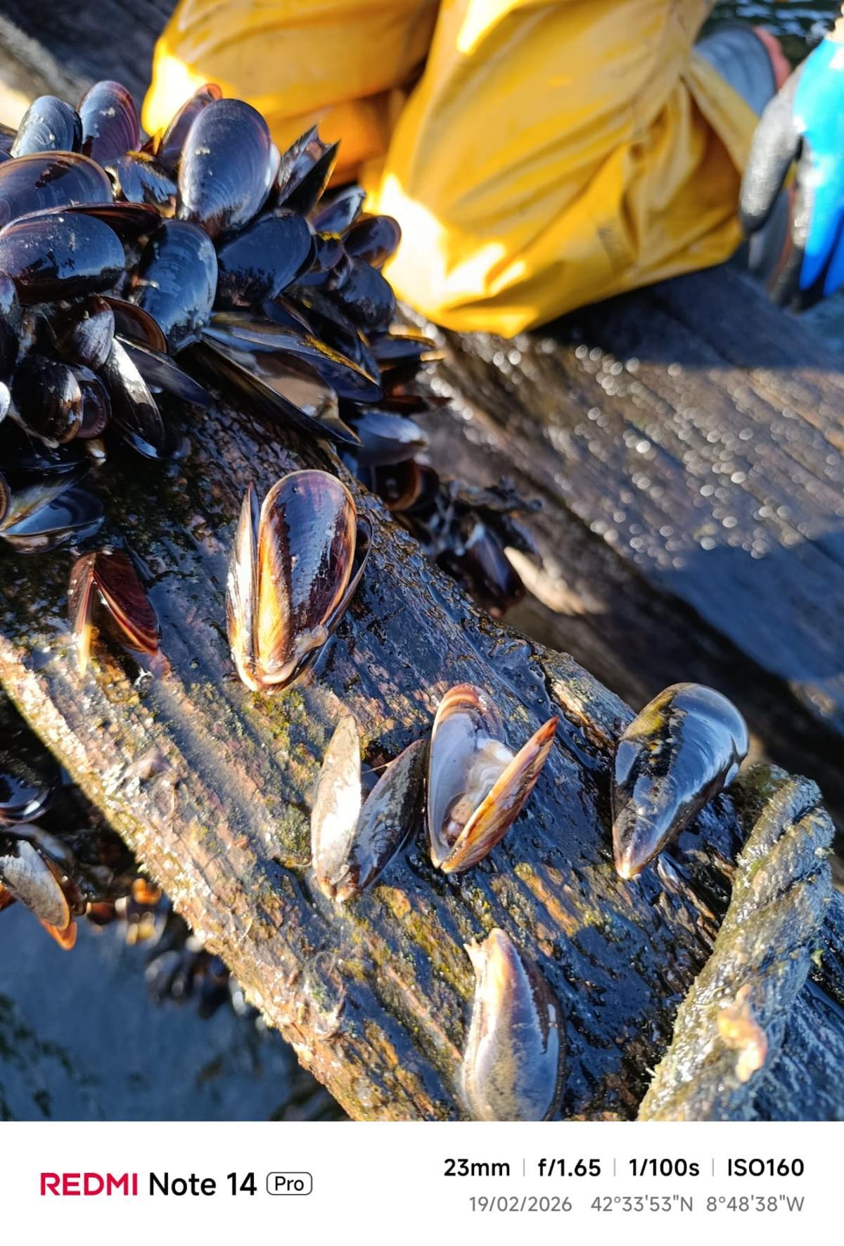 Mejillón muerto a causa del agua dulce.