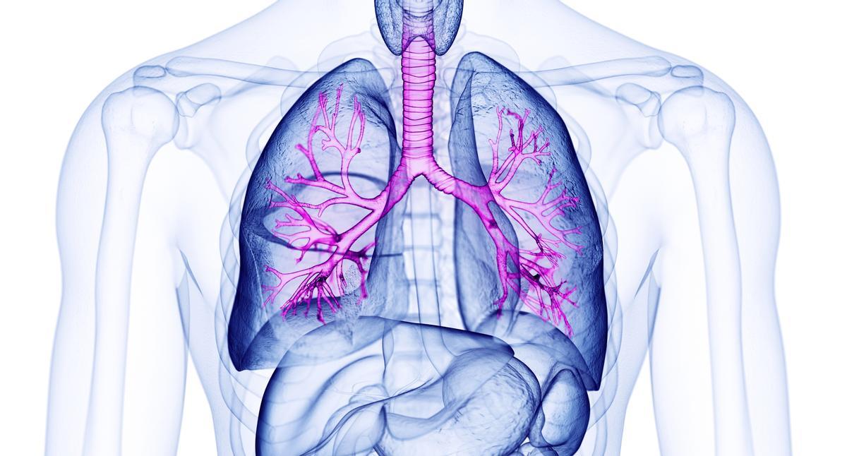 La Fibrosis Quística afecta principalmente a los pulmones y al sistema digestivo debido a un espesamiento del contenido de agua en las secreciones..