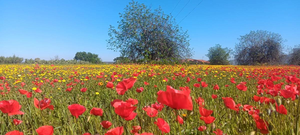 El campo se viste unas veces con manto rojo, qué bonito es el rojo intenso de las amapolas.
