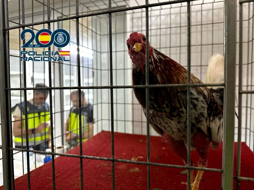 Golpe a las peleas de gallos en Alicante