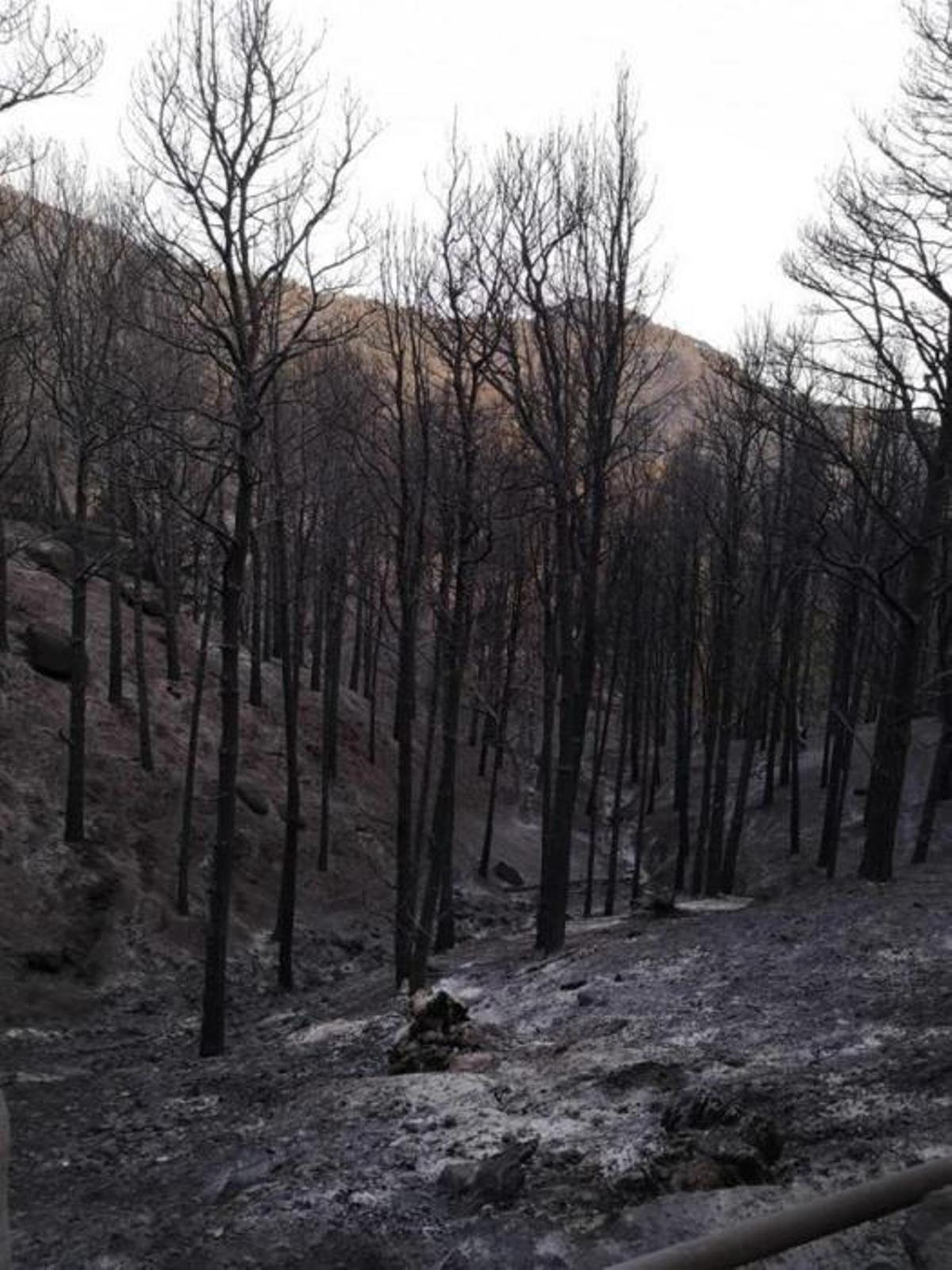 Incendio Forestal en Gran Canaria 20/08/2019 Incendio Forestal en Gran Canaria 20/08/2019
