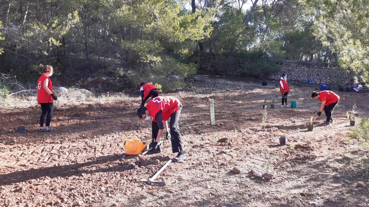 Reforestación del bosque de Bellver.