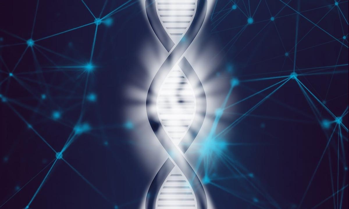 Los investigadores secuenciaron el cromosoma Y, que contiene muchos genes implicados en la producción de esperma y la fertilidad.