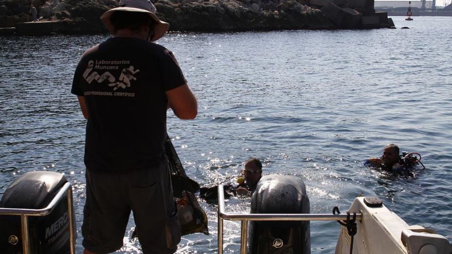 La Autoridad Portuaria reimplanta posidonia tras las lluvias del mes de abril